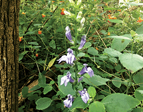 Donnybrook Fen - great blue lobelia and jewelweed