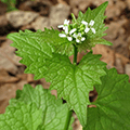 garlic mustard