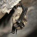 little brown bat