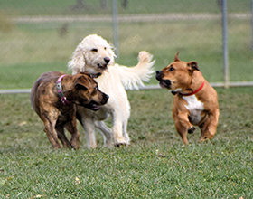 three dogs playing in dog park