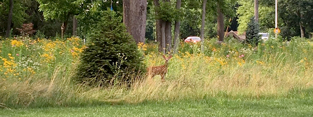 Deer at Little Woods Park