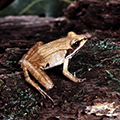 wood frog