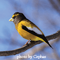 Evening grosbeak photo by Cephas