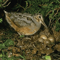 American Woodcock