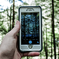 hand with phone taking photos of trees