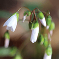 cluster of budding white spring wildflowers