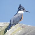 Belted Kingfisher