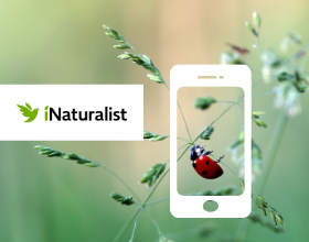 phone icon over lady bug with iNaturalist logo