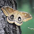 Polyphemus moth on tree