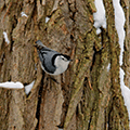 bird on snowy tree trunk