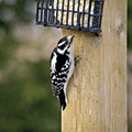 a downy woodpecker eating bird seed from feeder