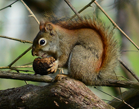 red squirrel at Bill Yeck Park