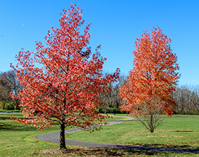 fall trees at Hithergreen Park