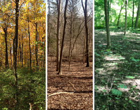 3 images, dense honeysuckle, cleared honeysuckle and new growth after removal