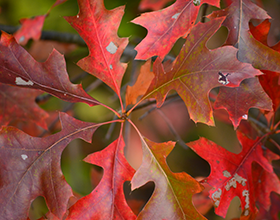 Red Oak leaves in fall