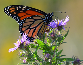 Monarch butterfly on aster in Bill Yeck Park