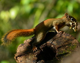 red squirrel on log gathering material for nest at Bill Yeck Park