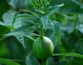 Goldenrod gall in summer