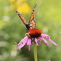 butterfly and bee on a coneflower