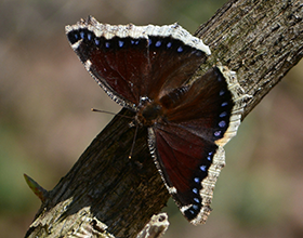 mourning cloak butterfly