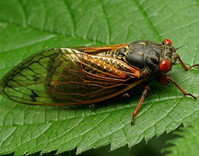 periodical cicada by Katja Schulz