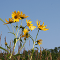 sunflowers