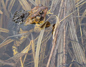 mating american toads with a string of eggs in the water