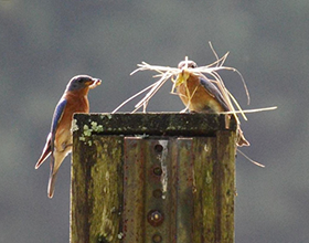 bluebirds with nesting material on next box