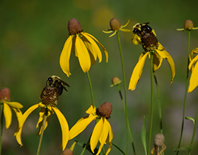 bumblebees on grey headed coneflowers