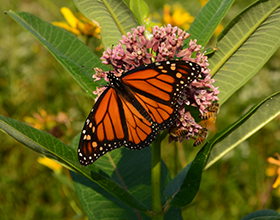 male monarch butterfly on common milkweed, photo by david goldstein