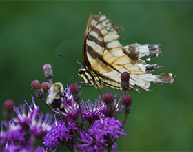 butterfly with tattered wings by David Goldstein