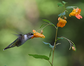 hummingbird drinking jewelweed nector