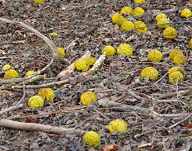 Osage oranges on the ground