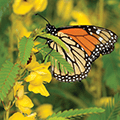 monarch butterfly on a partridge pea
