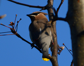 cedar waxwing