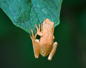 spring peeper on leaf