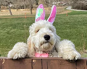 goldendoodle in pink bunny ears