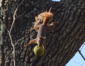 red squirrel coming down a tree with a walnut
