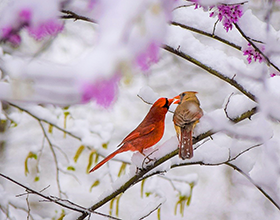 male and female cardinal on snowy redbud tree by David Goldstein