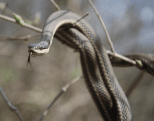 Queen Snake by David Goldstein