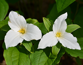 Great White Trillium photo by David Goldstein