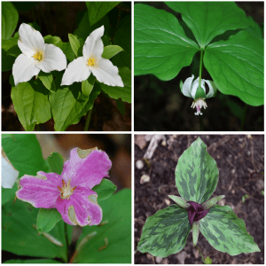 Four images of trillium