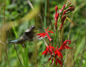 Hummingbird drinking from a red flower by David Goldstein