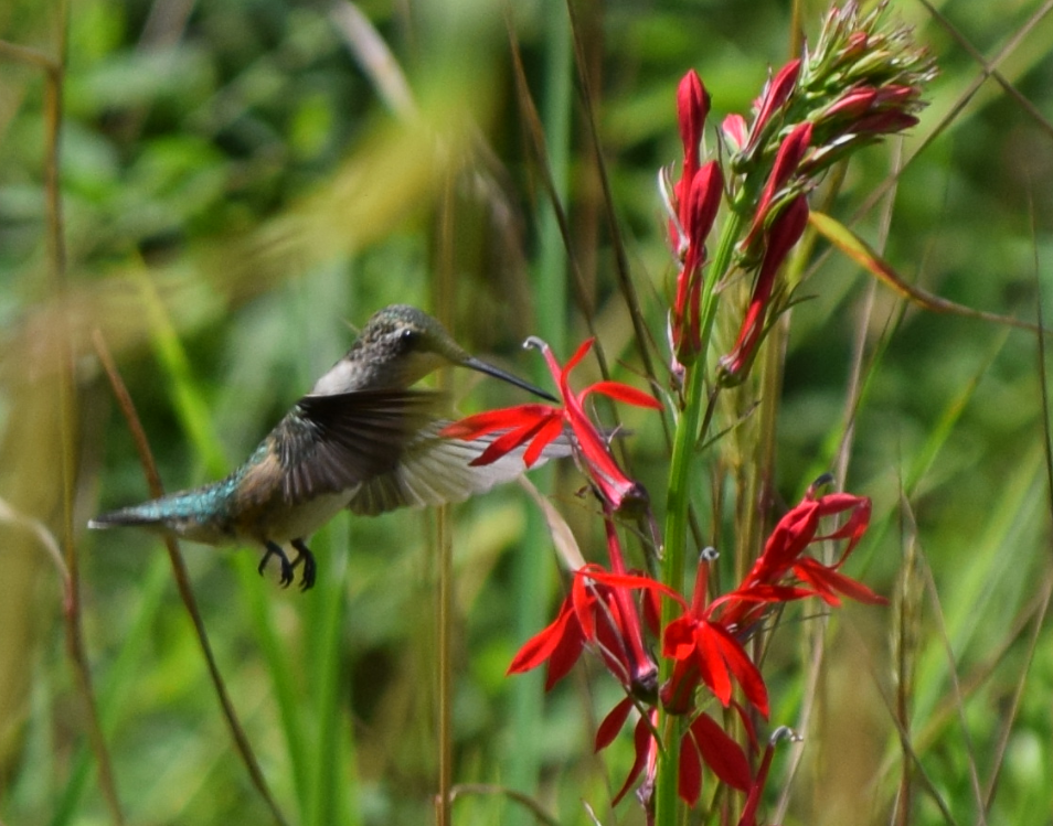 Hummingbird drinking from a red flower by David Goldstein