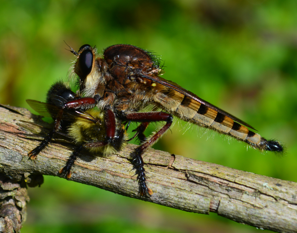 Cannibal fly feeding on a bumblebee by David Goldstein