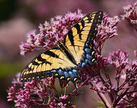 female tiger swallowtail on joe-pye weed