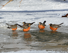 Group of robins in a winter puddle