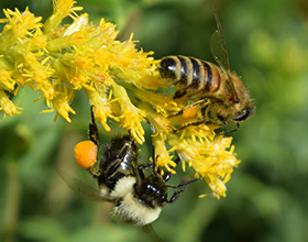 bumblebee and honeybee by david goldstein