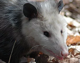 close up view of an opossum