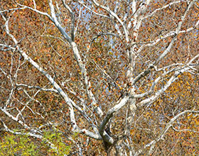 sycamore tree branches
